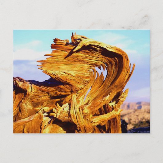Feuer auf dem Mtn Postkarte (Vorderseite)
