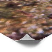 Feuer-Dartfish Poster (Ecke)