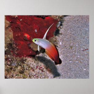 Feuer-Dartfish Poster