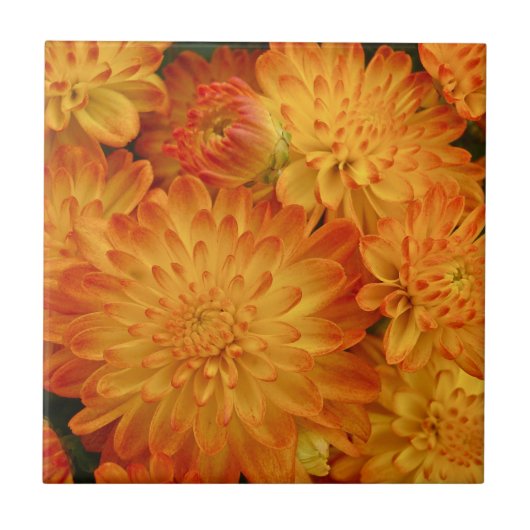 Feuer Orange Chrysanthemas Fliese (Vorderseite)