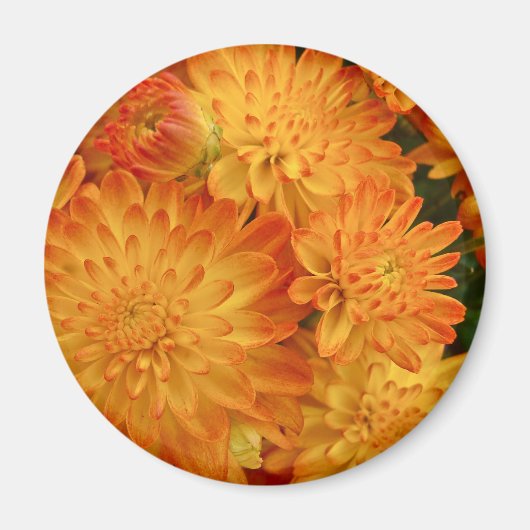 Feuer Orange Chrysanthemas Magnet (Vorne)