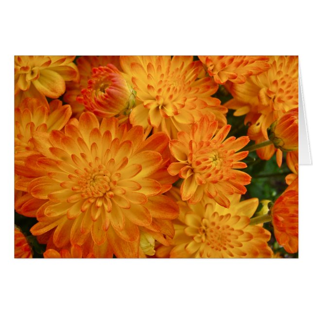 Feuer-Orangen-Chrysanthemen (Vorderseite (Horizontal))