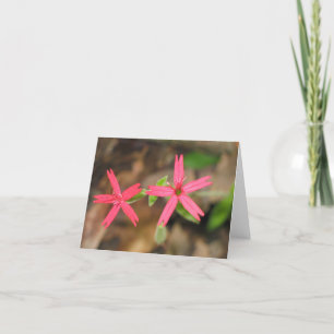 Feuer-Rosa - Customized2 Karte