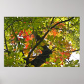 Feuer über den grünen Herbstblättern Poster (Vorne)