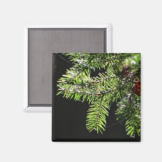 Feuerbaum Magnet (Vorderseite/Rückseite)