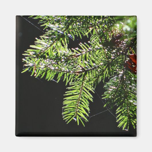 Feuerbaum Magnet (Vorne)