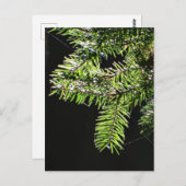 Feuerbaum Postkarte (Vorne/Hinten)