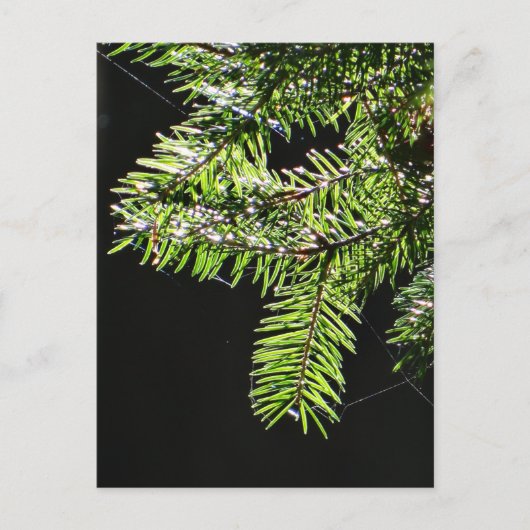 Feuerbaum Postkarte (Vorderseite)