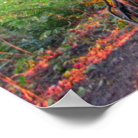 Feuerbaume Poster (Ecke)