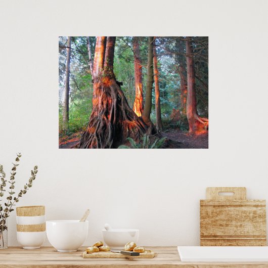 Feuerbaume Poster (Küche)