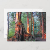 Feuerbaume Postkarte (Vorne/Hinten)