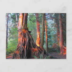 Feuerbaume Postkarte