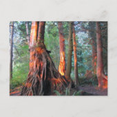 Feuerbaume Postkarte (Vorderseite)