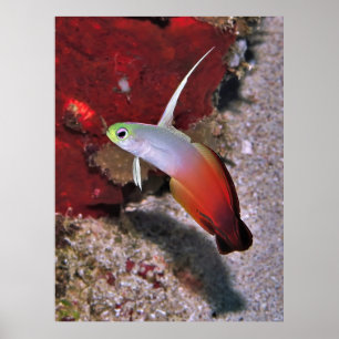 Feuerdartfish-Portrait Poster