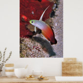 Feuerdartfish-Portrait Poster (Küche)