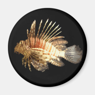 Feuerfisch Magnet