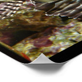 Feuerfisch Poster (Ecke)
