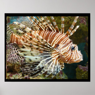 Feuerfisch Poster