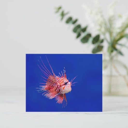 Feuerfisch Postkarte (Stehend Vorderseite)