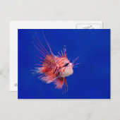 Feuerfisch Postkarte (Vorne/Hinten)