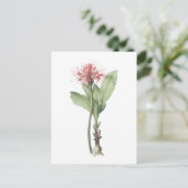 Feuerkugellilie (Haemanthus multiflorus) durch Postkarte (Stehend Vorderseite)