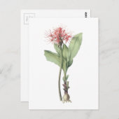 Feuerkugellilie (Haemanthus multiflorus) durch Postkarte (Vorne/Hinten)