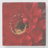 Feuerlichtkaktus Steinuntersetzer (Vorderseite)