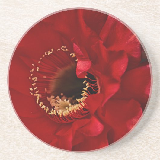 Feuerlichtkaktus Untersetzer (Vorne)