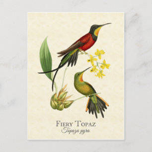 Feueropalfarbenes Kolibri-Vintage-Kunst Postkarte