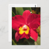 Feuerorchid Postkarte (Vorne/Hinten)