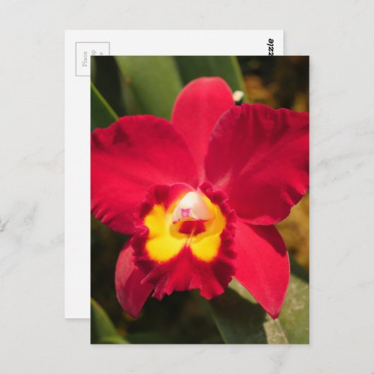 Feuerorchid Postkarte (Vorne/Hinten)