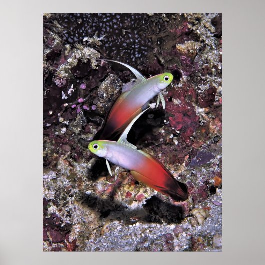 Feuerparade Poster (Vorne)