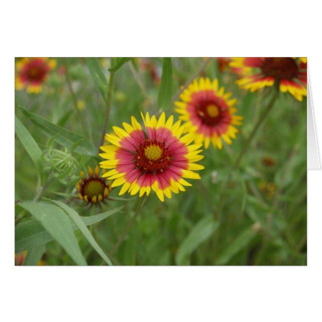 Feuerrad (Vorderseite (Horizontal))