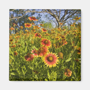 Feuerräder Gaillardia pulchella) Wildblumen Magnet