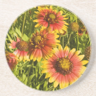 Feuerräder Gaillardia pulchella) Wildblumen Sandstein Untersetzer