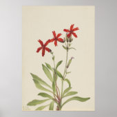 Feuerrosa (Silene virginica) Poster (Vorne)