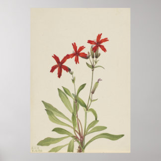 Feuerrosa (Silene virginica) Poster