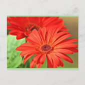 Feuerrot Gerbera Daisy, farbenfrohe Blume Postkarte (Vorderseite)