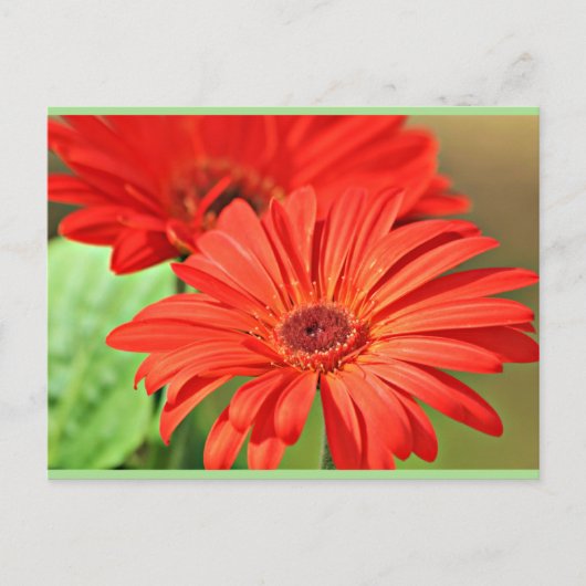 Feuerrot Gerbera Daisy, farbenfrohe Blume Postkarte (Vorderseite)