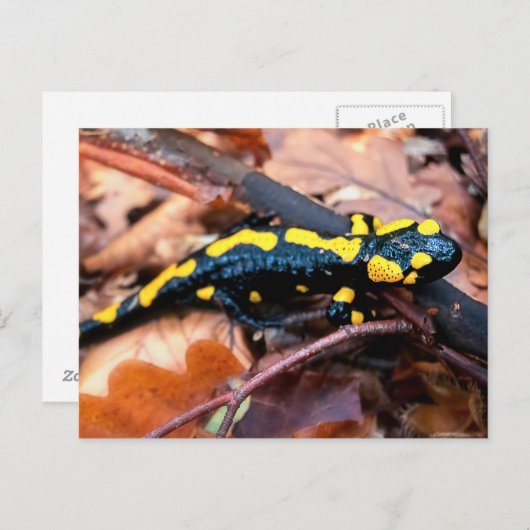 Feuersalamander Postkarte (Vorne/Hinten)