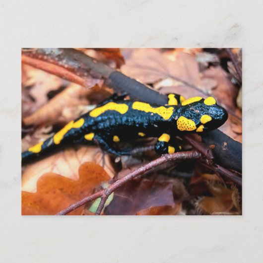 Feuersalamander Postkarte (Vorderseite)