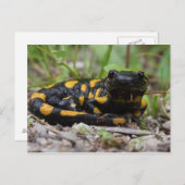 Feuersalamander Postkarte (Vorne/Hinten)
