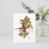 Feuerschwanzvogel Postkarte (Stehend Vorderseite)