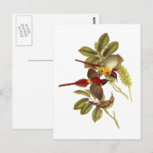 Feuerschwanzvogel Postkarte (Vorne/Hinten)