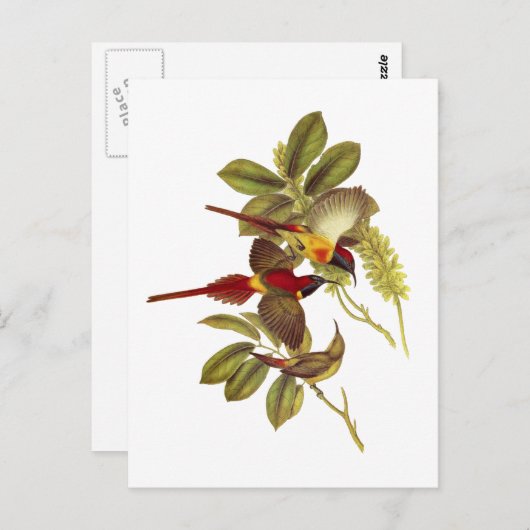 Feuerschwanzvogel Postkarte (Vorne/Hinten)