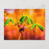 Feuertanz Postkarte (Vorderseite)