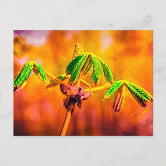 Feuertanz Postkarte (Vorderseite)