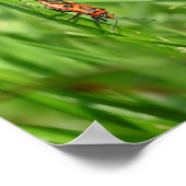 Feuerwanzen im Gras Poster (Ecke)