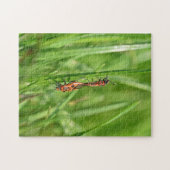 Feuerwanzen in Grüner Natur Puzzle (Horizontal)