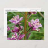 Feuerweed Variegierte Blüten, Insel Unalaska Postkarte (Vorne/Hinten)